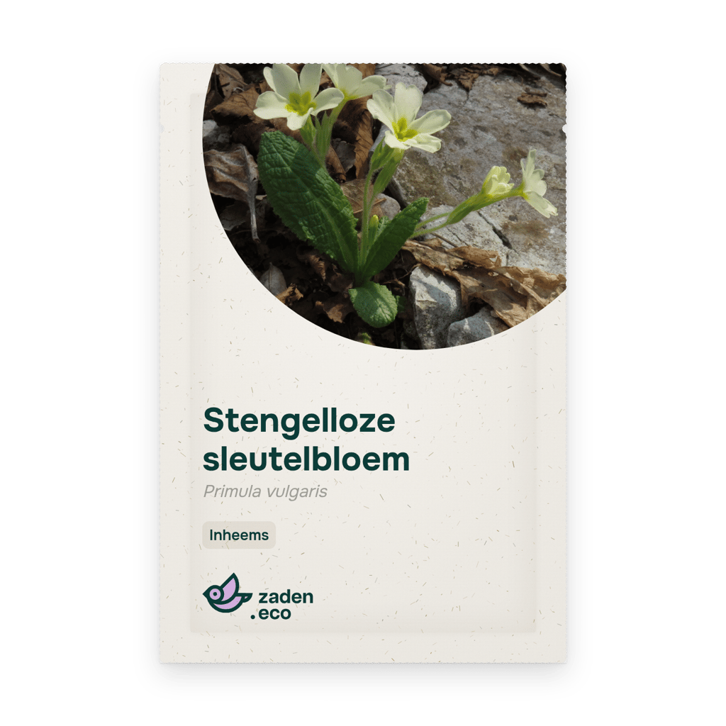 Zakje Stengelloze sleutelbloem