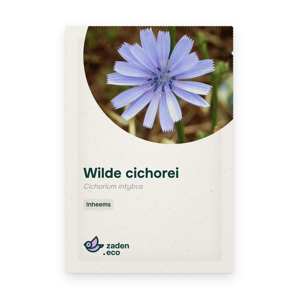 Zakje Wilde cichorei