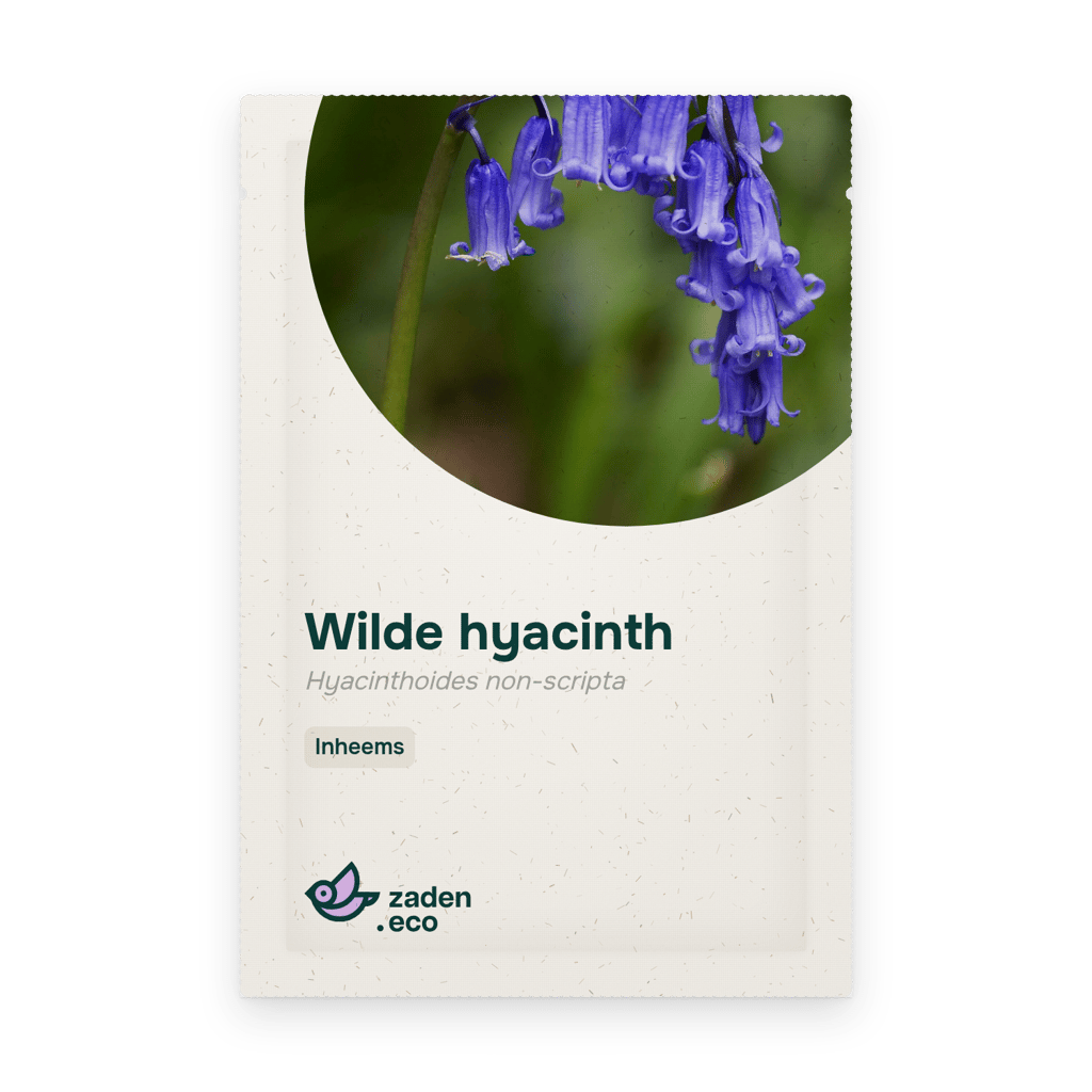 Zakje Wilde hyacinth