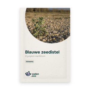 Zakje Blauwe zeedistel