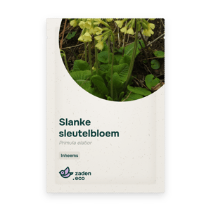 Zakje Slanke sleutelbloem