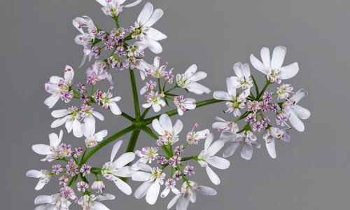 Koriander (Coriandrum sativum)