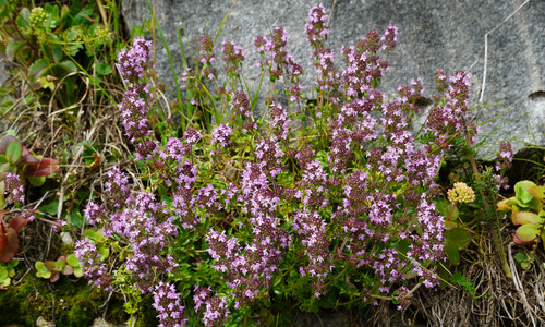 Echte tijm (Thymus vulgaris)