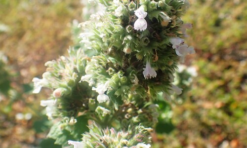 Wild kattenkruid (Nepeta cataria)