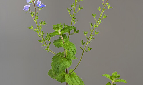 Gewone ereprijs (Veronica chamaedrys)