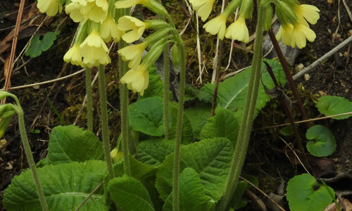 Slanke sleutelbloem (Primula elatior)