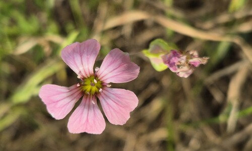 Koekruid (Vaccaria hispanica)