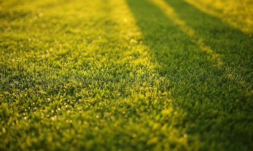 Speel- en sportgazon (Graszaad)
