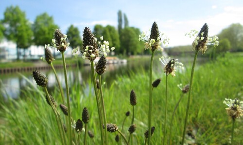 Smalle weegbree (Plantago lanceolata)