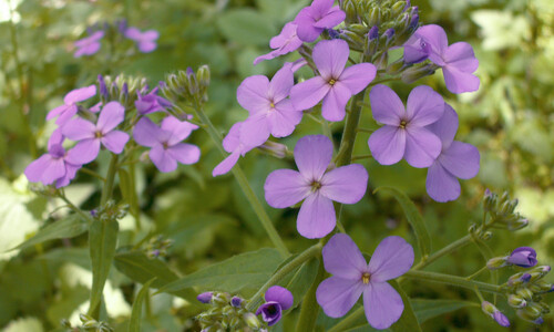 Damastbloem (Hesperis matronalis)