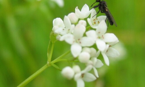 Moeraswalstro (Galium palustre)