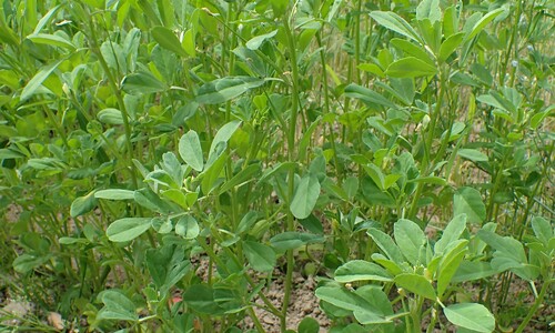Fenegriek (Trigonella foenum-graecum)