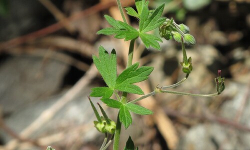 Bermooievaarsbek (Geranium pyrenaicum)