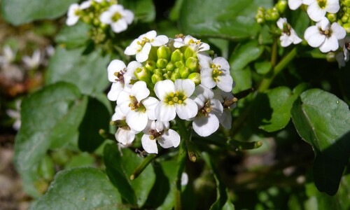 Witte waterkers (Nasturtium officinale)