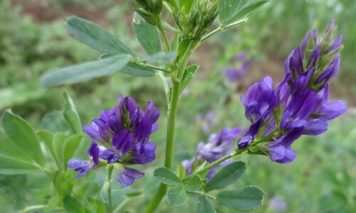 Luzerne/Alfalfa (Medicago sativa)