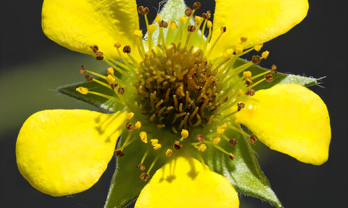 Geel nagelkruid (Geum urbanum)