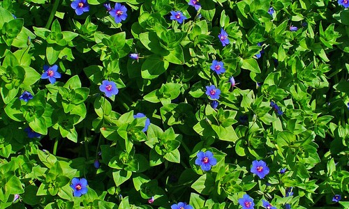 Blauw guichelheil (Anagallis arvensis ssp. foemina)