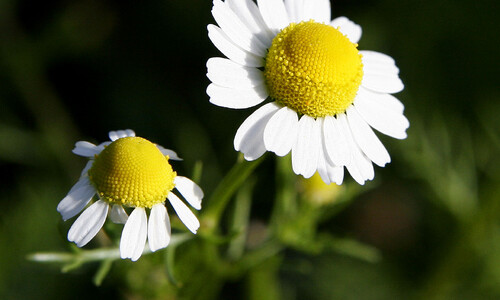 Echte kamille (Matricaria chamomilla)