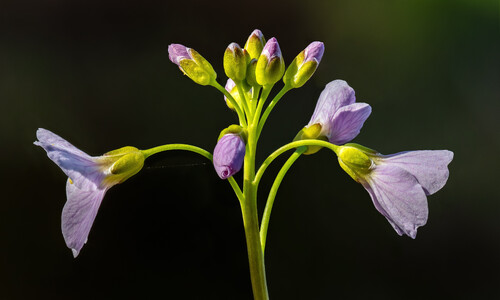 Pinksterbloem (Cardamine pratensis)