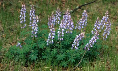Wilde lupine (Lupinus perennis)