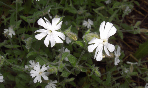 Nachtkoekoeksbloem (Silene noctiflora)