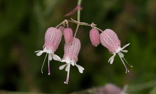 Blaassilene (Silene vulgaris)