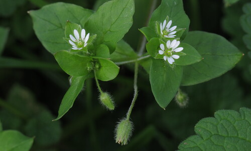 Vogelmuur (Stellaria media)