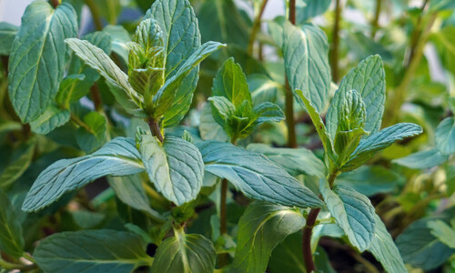 Aarmunt (Mentha spicata)