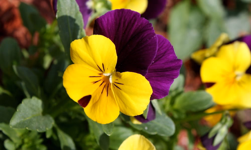 Driekleurig viooltje (Viola tricolor ssp. tricolor)