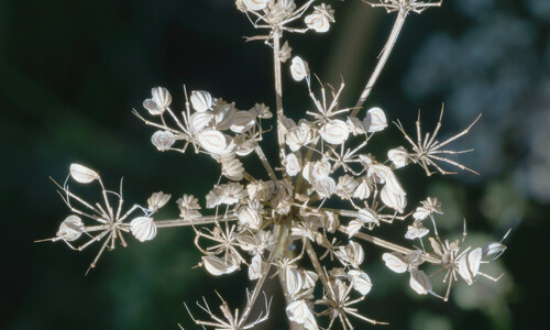 Kleine bevernel (Pimpinella saxifraga)