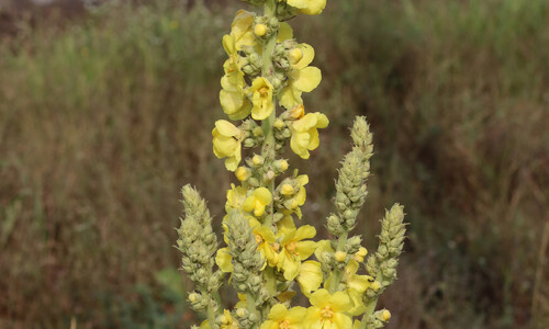 Keizerskaars (Verbascum phlomoides)