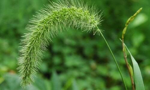 Groene naaldaar (Setaria viridis)