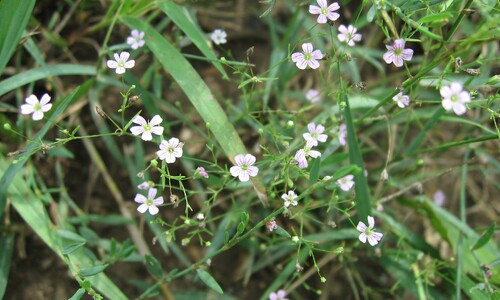 Gipskruid (Gypsophila muralis)