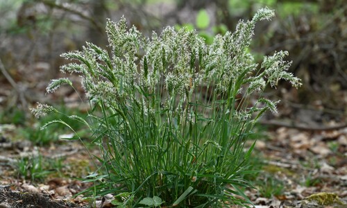 Gewoon reukgras (Anthoxanthum odoratum)