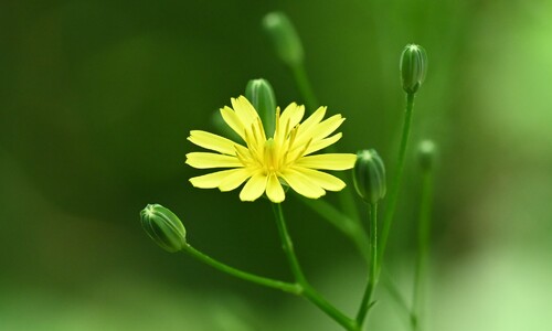 Akkerkool (Lapsana communis)
