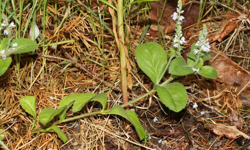 Mannetjesereprijs (Veronica officinalis)