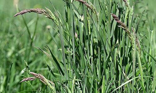 Gestreepte Witbol (Holcus lanatus)