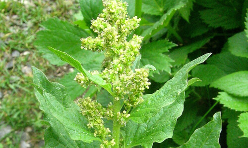 Brave hendrik (Blitum bonus-henricus)