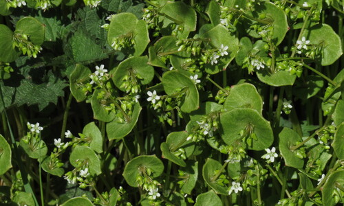 Winterpostelein (Claytonia perfoliata)