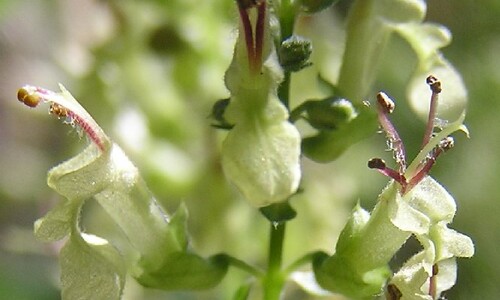 Valse salie (Teucrium scorodonia)