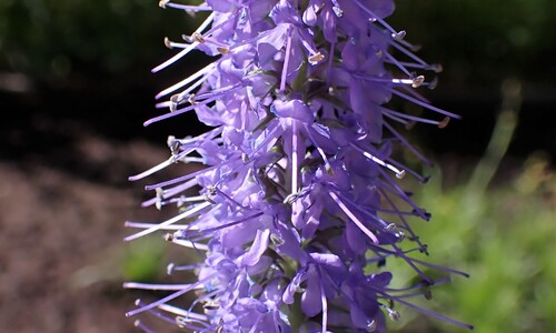 Lange ereprijs (Veronica longifolia)