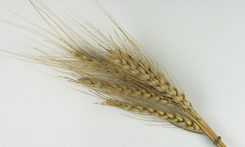 Tarwe (Triticum aestivum)