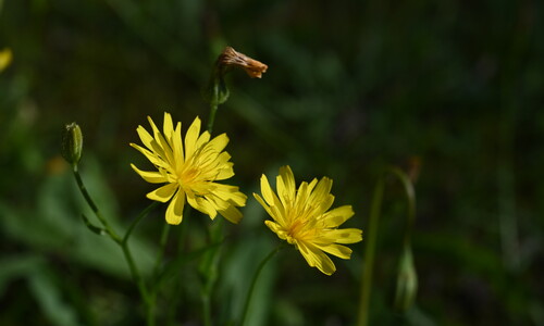 Vertakte leeuwentand (Scorzoneroides autumnalis)