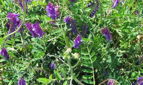 Bonte wikke (Vicia villosa)