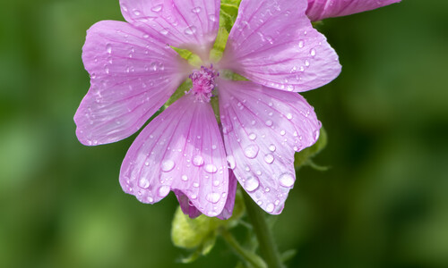 Muskuskaasjeskruid (Malva moschata)