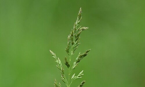 Veldbeemdgras (Poa pratensis ssp. pratensis)
