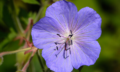 Beemdooievaarsbek (Geranium pratense)