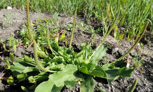 Grote weegbree (Plantago major ssp. major)