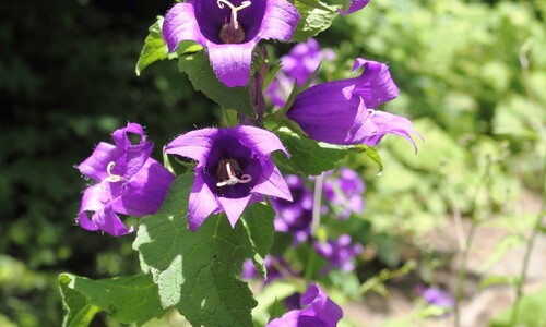 Ruig klokje (Campanula trachelium)