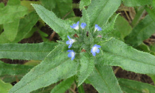 Kromhals (Anchusa arvensis)